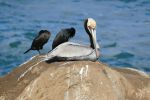 PICTURES/La Jolla Cove - Cormorants & Pelicans/t_P1000241.JPG